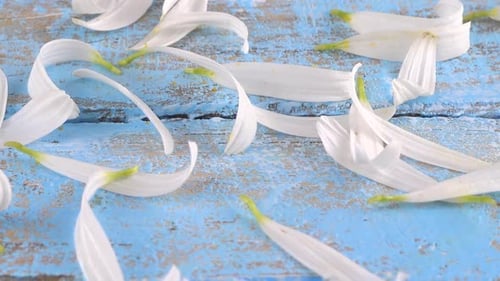 White Flower Petals on a Weathered Blue Surface