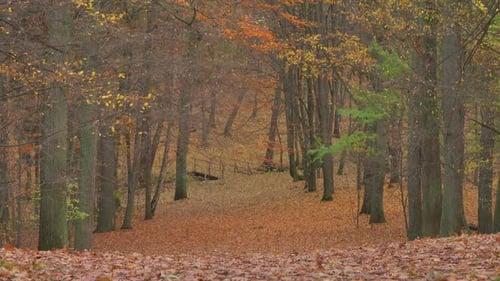 Autumn & Park