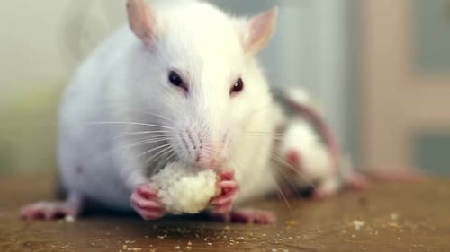 Close-up of domestic white pet rat eating bread.