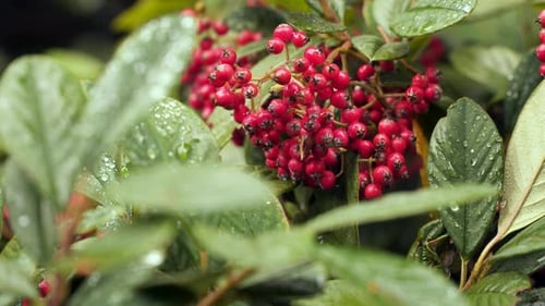 Red Berries Among Green Leaves with Water Droplets
