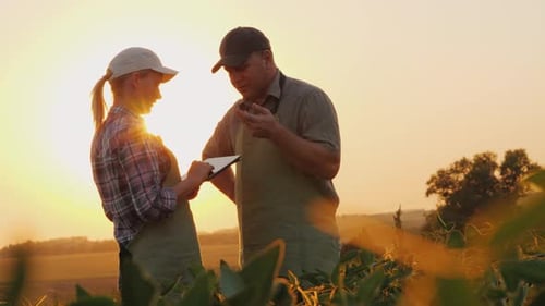 Farmers Man and Woman Communicate in the Field at Sunset. Use a Tablet