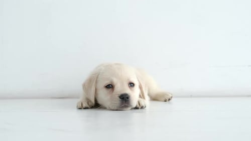 Adorable Labrador Puppy Resting on Light Floor