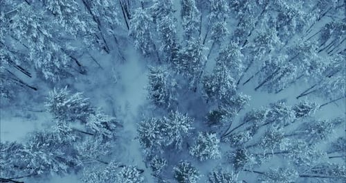 Drone Flies Over a Snowy Winter Forest Tall Pines and Spruces