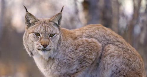 Close-up of a Eurasian Lynx Resting in Forest Looking Into Camera