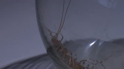 Aggressive Centipede Pretending Helpless to Get Out Into Wild and Infect Humans