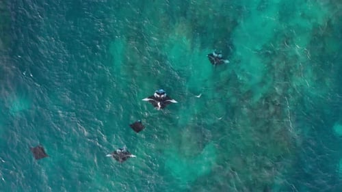 Aerial View of Manta Rays Swimming in Turquoise Ocean