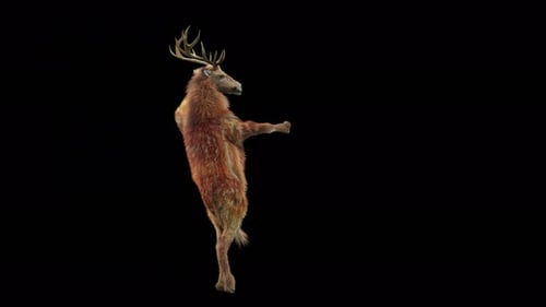 3D Animated Dancing Deer Standing on Hind Legs