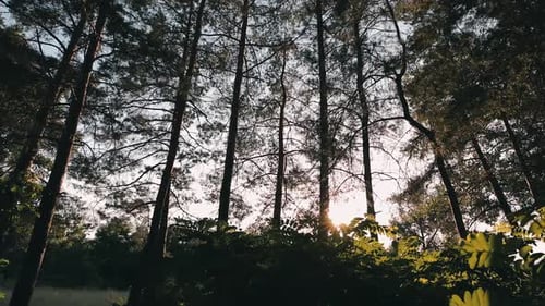 Pine Forest in Sunlight