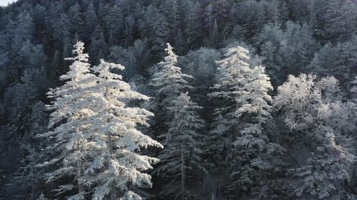 Winter Forest Nature Snow and Frost Covered Conifers Alpine Landscape