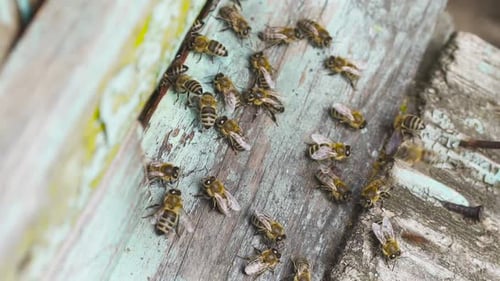 Bees Swarming Around the Entrance to the Hive