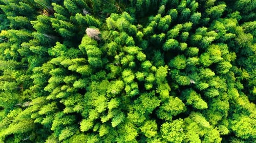 Flying above green Pine and Spruce Trees. Beautiful forest in the National Park