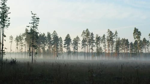 Nebeliger Morgen im Wald