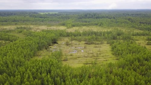 Small Lake In The Forest 17