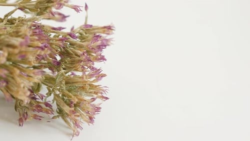Fleurs de Centaurium erythraea sur blanc 4K 2160p 30 images par seconde, images panoramiques UltraHD - Centa européen commun