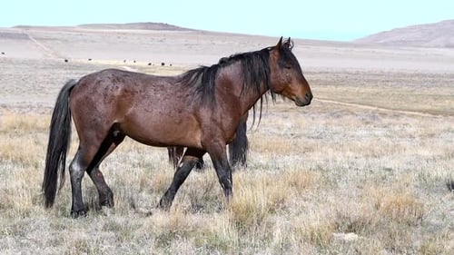 Wild Horses Grazing Freely in a Rural Landscape