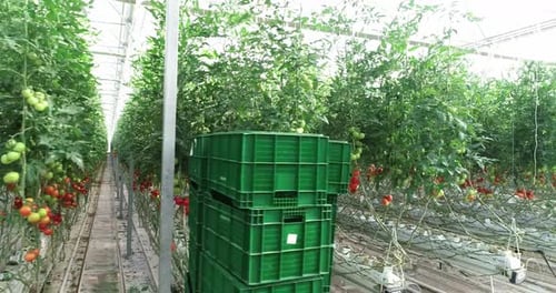 Lush Tomato Plants Growing in Vast Greenhouse