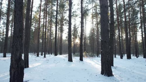Sunset Through The Winter Forest