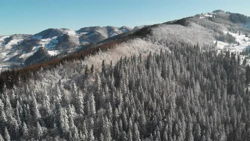 Winter Forest