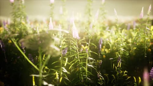 Wild Flowers in the Field