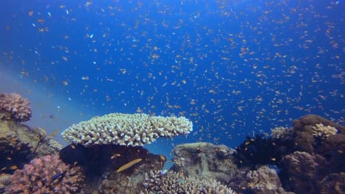 Marine Life Coral Garden