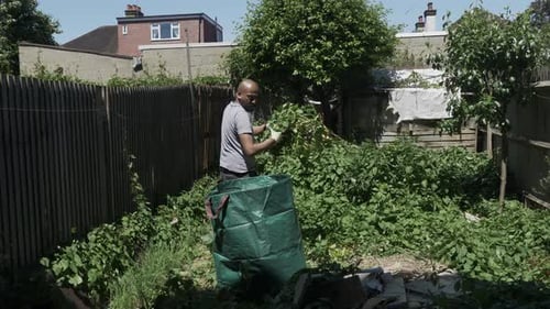 Homme adulte appartenant à une minorité ethnique arrachant le liseron dans le jardin arrière et le plaçant dans un grand sac à déchets vert.
