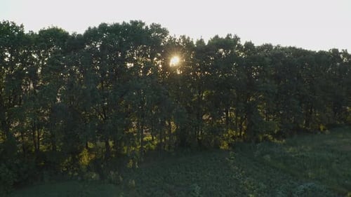 Rays Of The Sun Through The Trees