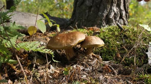 Picking Two Brown Mushrooms in Autumn Forest