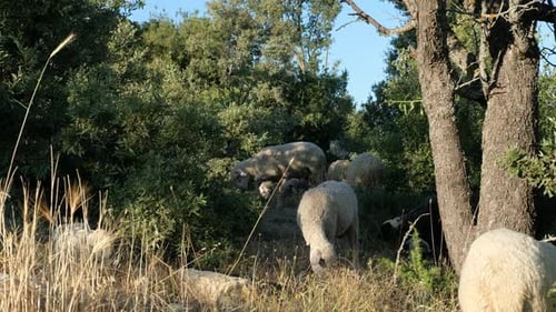 Sheep Grazing Field