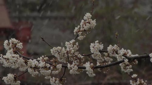 Bourgeons printaniers et fleurs d'arbres fruitiers