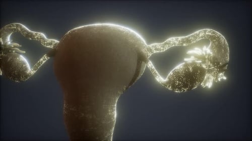 Rotating 3D Model of Female Uterus and Ovaries