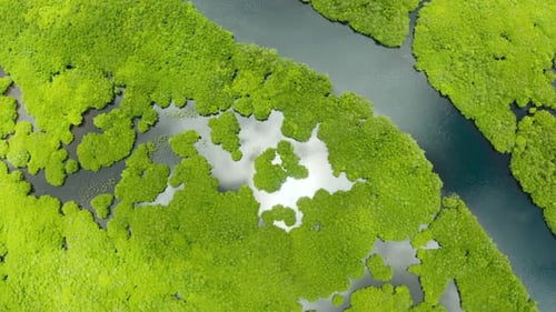 Aerial View of Mangrove Forest and River.