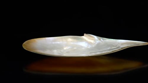Sea Shell