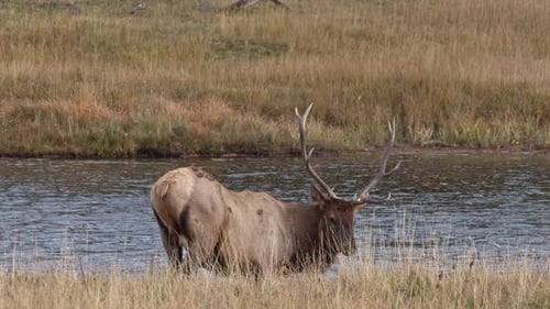 Bull Elk steht und beobachtet am Fluss entlang, wie er etwas trinkt