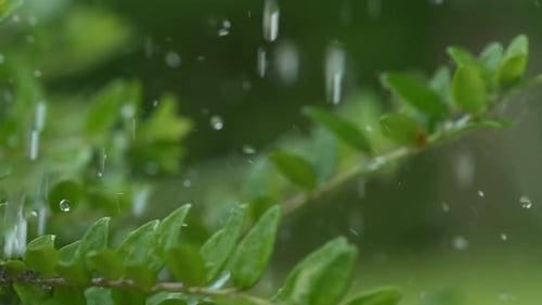 Rain Falling on Green Leaves Close Up