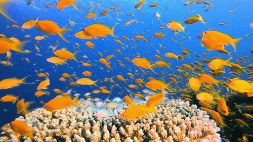 Underwater Colourful Orange Fish