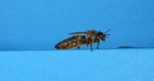 European Honey Bee, apis mellifera, Black Queen walking against Blue Background