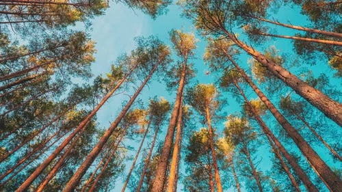 Forest Pines Trees In Autumn Forest Woods