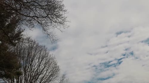 White Clouds Against Blue Sky, Tree Branches