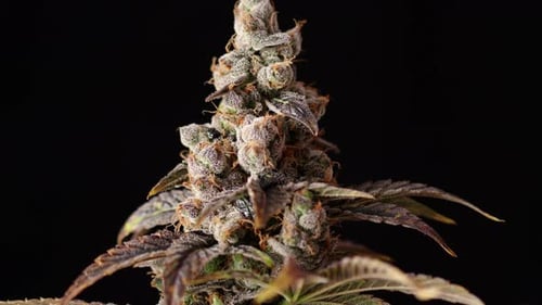 Panning Marijuana Bud Branch Nahaufnahme auf schwarzem Hintergrund