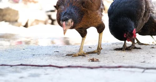 Huhn auf dem Bauernhof Bio-Hühner essen Getreide auf Freilandfarm mit grünem Gras Geflügelfarm