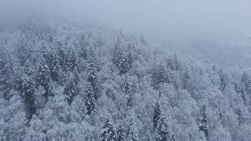 Aerial shot: spruce and pine winter forest completely covered by snow.