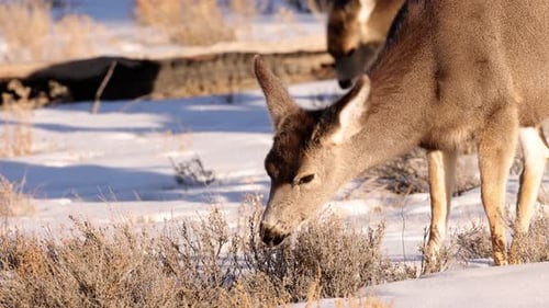 Eine Herde Hirsche weidet im Rocky Mountain National Park