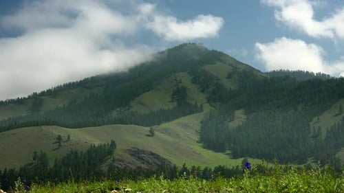 Majestätischer Kiefernwald und schöne grüne Wiese in unbemannten Bergen mit großer Talgeographie