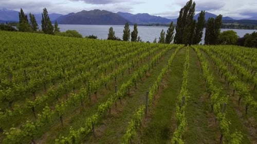Vignoble au lac Wanaka, Nouvelle-Zélande - Vue aérienne par drone