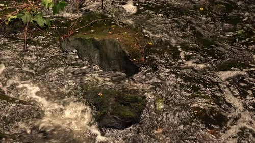 Little Creek Water In Nature 1