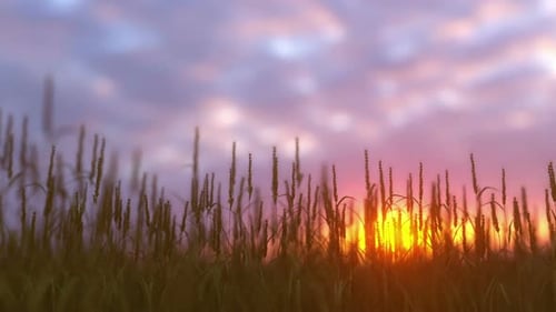 Wheat On A Field At Sunset