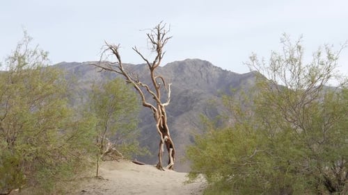 Tree on the Desert