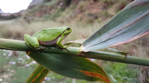 Der grüne Laubfrosch bewegt sich auf einem Ast