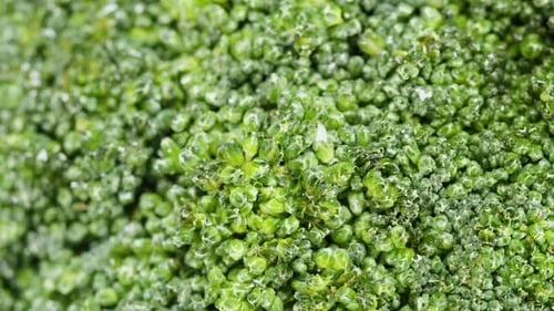 Broccoli Top View Rotating Fresh Green Broccoli Closeup Vitamins Raw Food and Vegetarian Lifestyle
