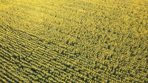 Aerial View of a Sunflower Field on a Sunny Day